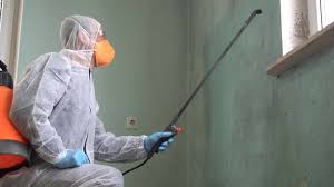 Best Mold Damage Restoration  in USA